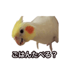 オカメインコのぽこ（個別スタンプ：4）