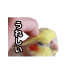 オカメインコのぽこ（個別スタンプ：7）