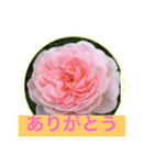 花  Takae（個別スタンプ：3）