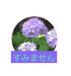 花  Takae（個別スタンプ：6）