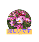 花  Takae（個別スタンプ：7）