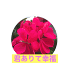 花  Takae（個別スタンプ：8）