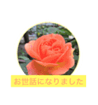 花  Takae（個別スタンプ：9）