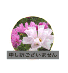 花  Takae（個別スタンプ：11）