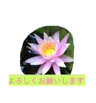 花  Takae（個別スタンプ：13）