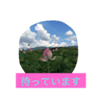 花  Takae（個別スタンプ：16）