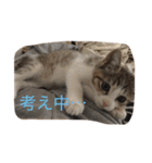 5ニャンと下僕の日々 続（個別スタンプ：3）