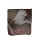5ニャンと下僕の日々 続（個別スタンプ：4）