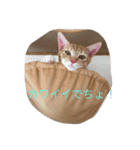 5ニャンと下僕の日々 続（個別スタンプ：7）