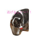 5ニャンと下僕の日々 続（個別スタンプ：9）
