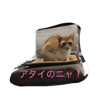 5ニャンと下僕の日々 続（個別スタンプ：10）