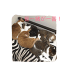 5ニャンと下僕の日々 続（個別スタンプ：11）