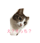 5ニャンと下僕の日々 続（個別スタンプ：12）