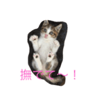 5ニャンと下僕の日々 続（個別スタンプ：15）