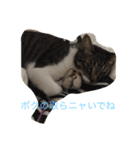 5ニャンと下僕の日々 続（個別スタンプ：16）