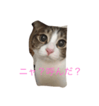 5ニャンと下僕の日々 続（個別スタンプ：17）