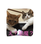 5ニャンと下僕の日々 続（個別スタンプ：18）
