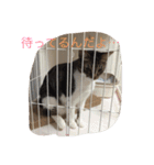 5ニャンと下僕の日々 続（個別スタンプ：19）