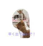 5ニャンと下僕の日々 続（個別スタンプ：20）
