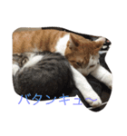 5ニャンと下僕の日々 続（個別スタンプ：21）