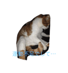 5ニャンと下僕の日々 続（個別スタンプ：23）