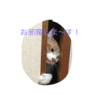 5ニャンと下僕の日々 続（個別スタンプ：24）