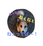 ラブ犬（個別スタンプ：3）