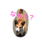 ラブ犬（個別スタンプ：4）
