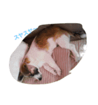 ラブ犬（個別スタンプ：6）