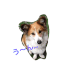ラブ犬（個別スタンプ：7）
