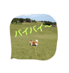 ラブ犬（個別スタンプ：8）