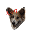 ラブ犬（個別スタンプ：9）