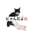 ラブ犬（個別スタンプ：11）