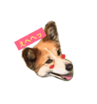 ラブ犬（個別スタンプ：12）