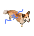 ラブ犬（個別スタンプ：13）