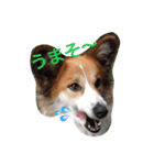 ラブ犬（個別スタンプ：14）