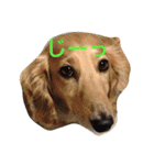 ラブ犬（個別スタンプ：15）