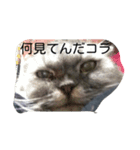 スコふみ（個別スタンプ：2）