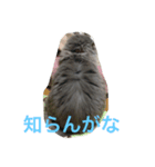 スコふみ（個別スタンプ：3）