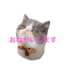 エキゾチックショートヘアの八ツ橋（個別スタンプ：7）