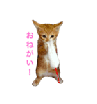 RAI www（個別スタンプ：1）