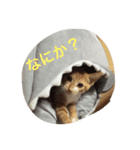 RAI www（個別スタンプ：3）