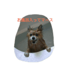 ラブの日常（個別スタンプ：5）