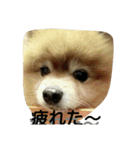 ラブの日常（個別スタンプ：16）