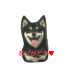 Kuroshiba Toramaro（個別スタンプ：3）