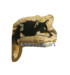 Kuroshiba Toramaro（個別スタンプ：4）