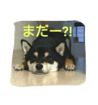 Kuroshiba Toramaro（個別スタンプ：7）