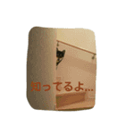 Kuroshiba Toramaro（個別スタンプ：12）