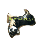 Kuroshiba Toramaro（個別スタンプ：14）
