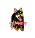 Kuroshiba Toramaro（個別スタンプ：18）